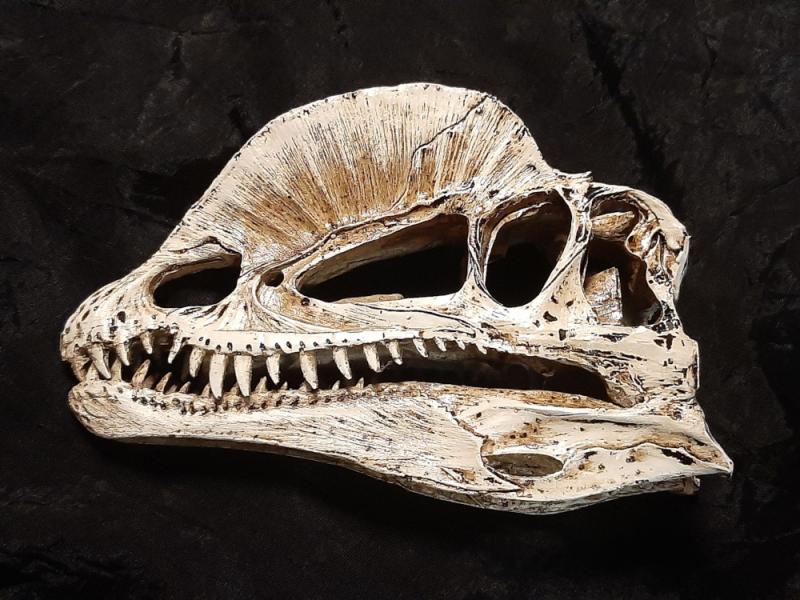 DINOSAURIER TOTENKOPF - Dino Sch&auml;del Saurier Totensch&auml;del Skull Fossil Modell Dilophosaurus