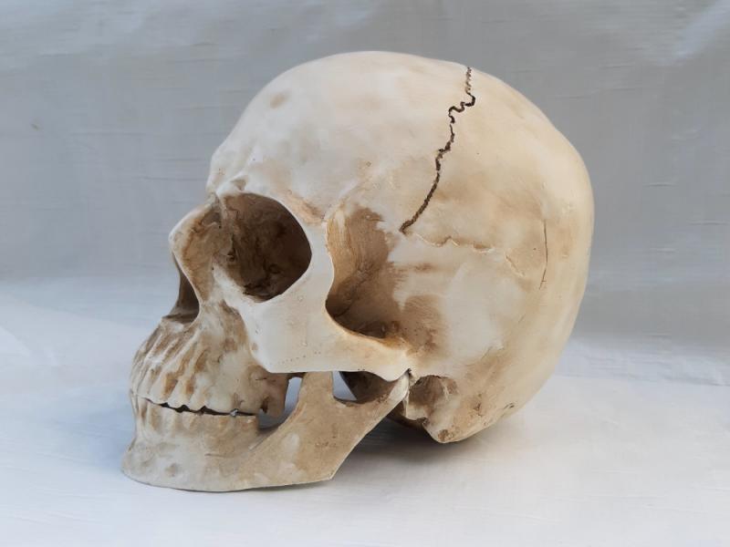 TOTENKOPF TOTENSCHÄDEL SCHÄDEL SKULL 1:1 lifesize Halloween Grusel Horror Deko Accessoire