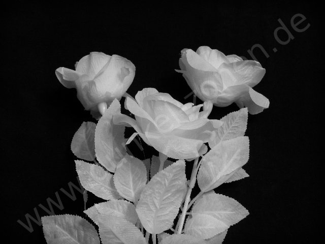 ROSE WEIß 63cm - weiße Blume - Gothic Fetisch Domina Studio Deko Dekoration
