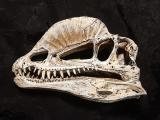 DINOSAURIER TOTENKOPF - Dino Sch&auml;del Saurier Totensch&auml;del Skull Fossil Modell Dilophosaurus