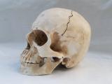 TOTENKOPF TOTENSCHÄDEL SCHÄDEL SKULL 1:1 lifesize Halloween Grusel Horror Deko Accessoire